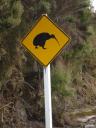 kiwi.jpg