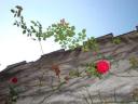 dsc00470.jpg