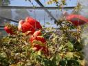 dsc00477.jpg