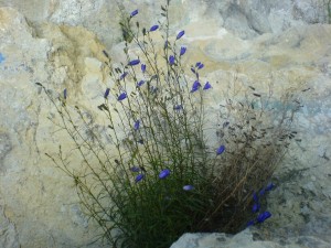 DSC00515